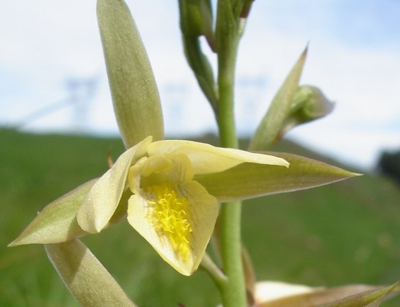 Eulophia ovalis var. bainesii flower